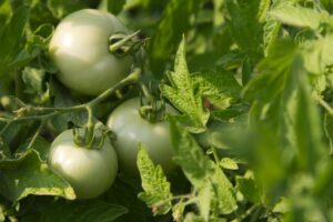 organic agricultural supplies