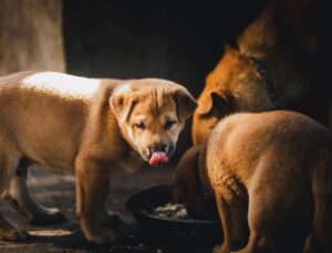 raw dog food delivery