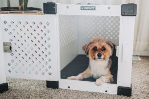 seguro para mascotas