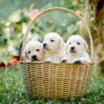 La guía definitiva para encontrar criadores de perros cerca de ti
