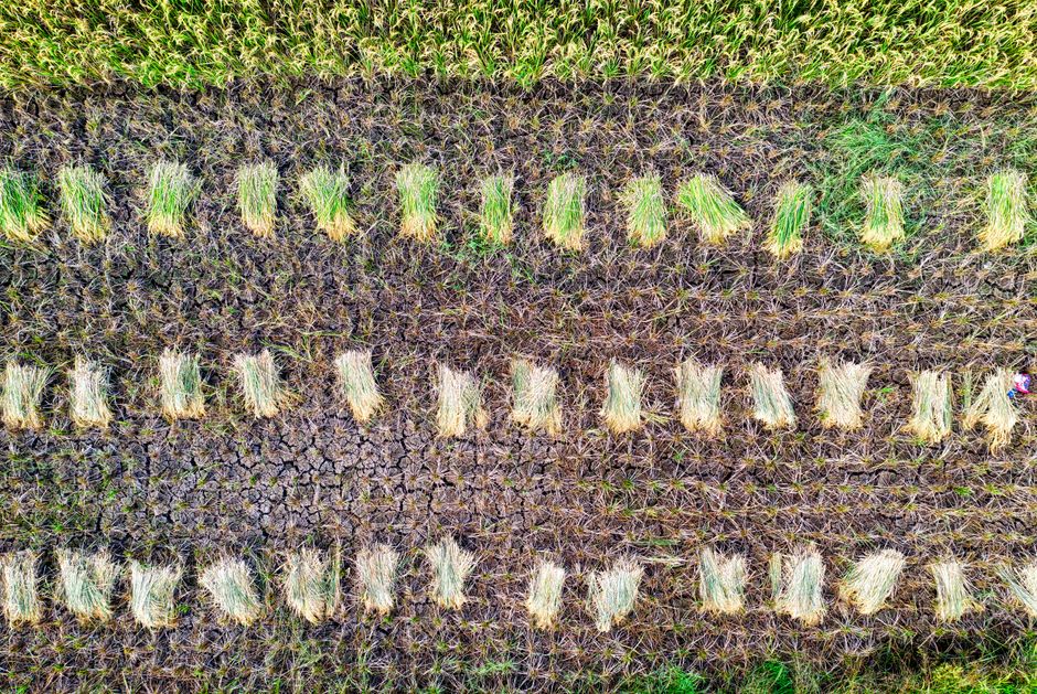 crop insurance