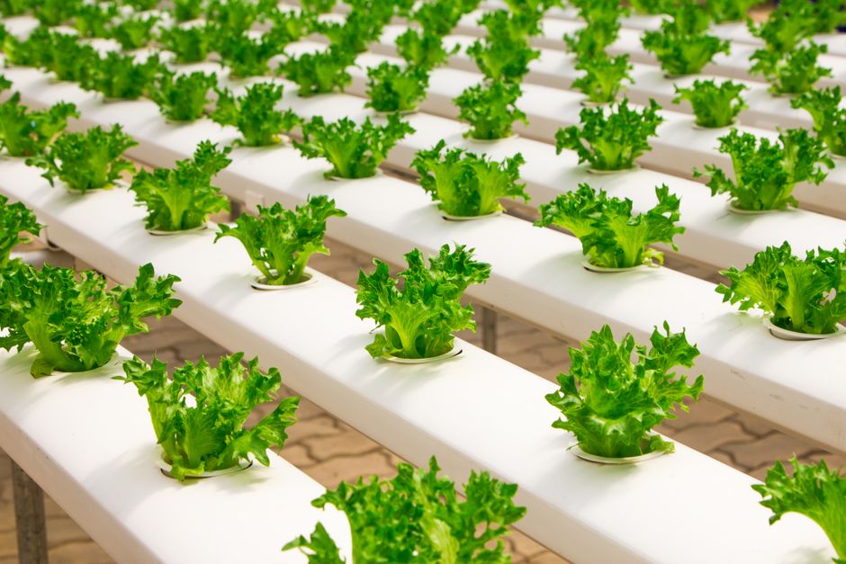 vertical farming technology