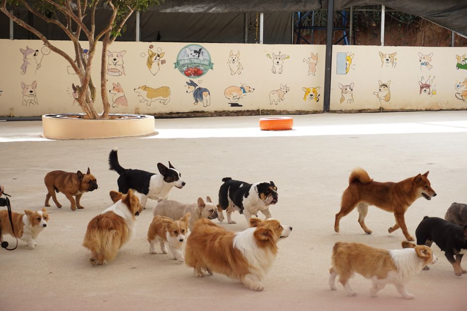犬の保育園