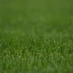 芝刈りサービスの選び方とその利点